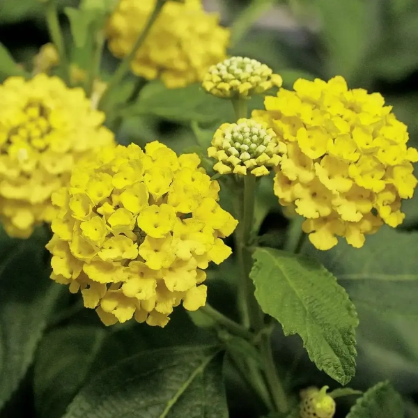 Lantana 'Calippo Gold' – żółta lantana